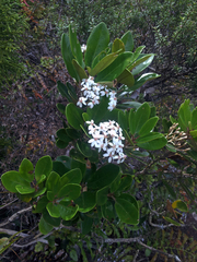 Olearia townsonii