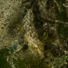 Baeolidia australis