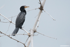 Microcarbo africanus