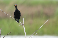 Microcarbo africanus