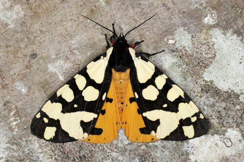 Arctia angelica