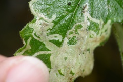 Phytomyza syngenesiae