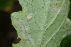 Phytomyza syngenesiae