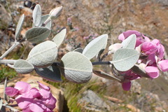Podalyria hirsuta