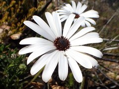 Dimorphotheca nudicaulis