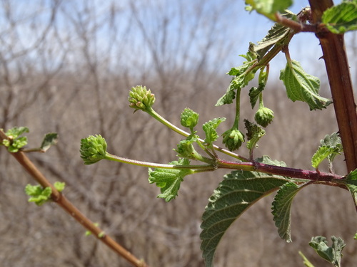 Image of Lantana horrida by (c) Alexis López Hernández, some rights reserved (CC BY)