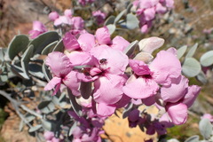 Podalyria hirsuta