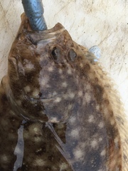 Pseudorhombus jenynsii