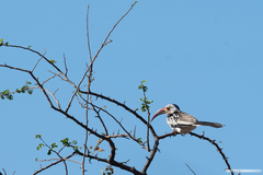 Tockus erythrorhynchus