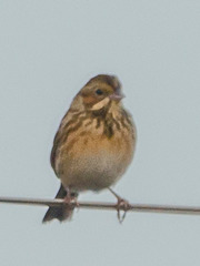 Emberiza fucata