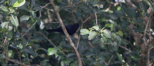 Melanoptila glabrirostris