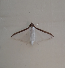 Cydalima