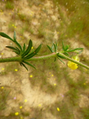 Hermannia pinnata