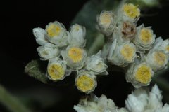 Pseudognaphalium chartaceum