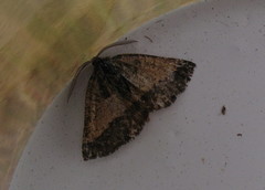 Metarranthis obfirmaria