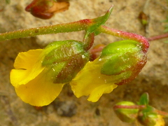 Hermannia pinnata