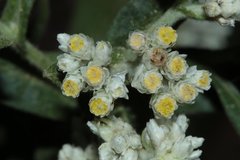 Pseudognaphalium chartaceum