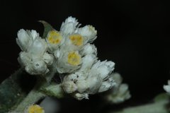 Pseudognaphalium chartaceum