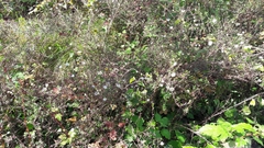 Helichrysum lanceolatum