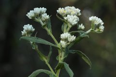 Pseudognaphalium chartaceum