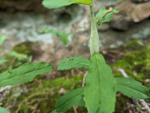 Gnorimoschema gallaeasterella photo 2