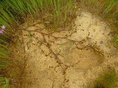 Hermannia pinnata