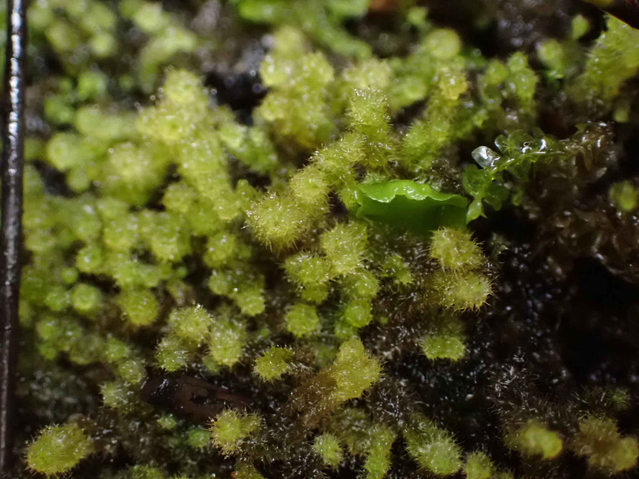 Temnoma paucisetigerum