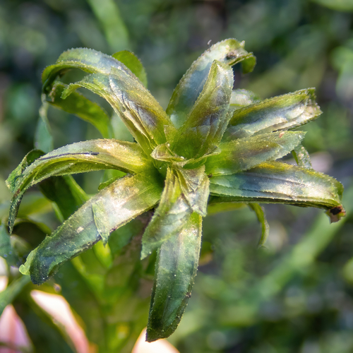 Elodea densa