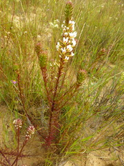 Hebenstretia dentata