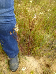 Hebenstretia dentata