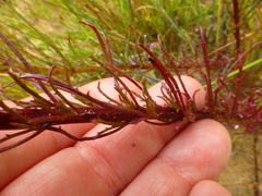 Hebenstretia dentata