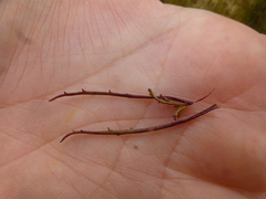 Hebenstretia dentata