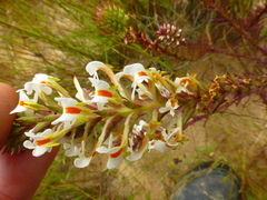 Hebenstretia dentata