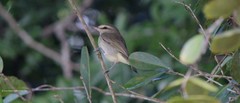 Vireo magister