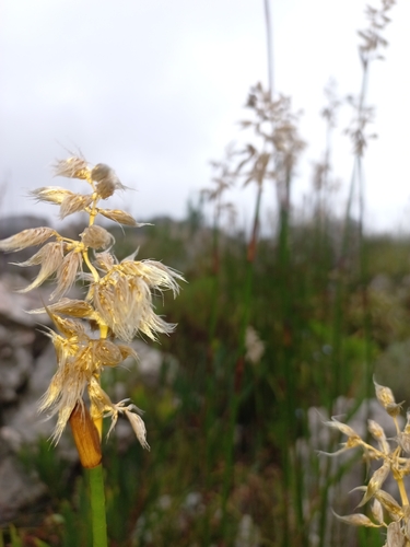 Image of Ceratocaryum persistens by (c) Jared Zachary Herman, some rights reserved (CC BY)