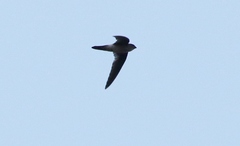 Aerodramus terraereginae