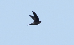 Aerodramus terraereginae