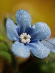 Thyrocarpus sampsonii