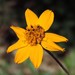 Texas Creeping-Oxeye - Photo (c) Bryan, some rights reserved (CC BY-NC), uploaded by Bryan
