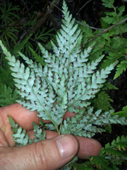 Loxsoma cunninghamii