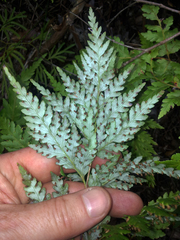 Loxsoma cunninghamii