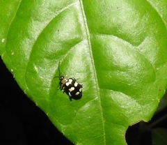 Phenrica austriaca