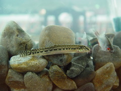 Cobitis taenia