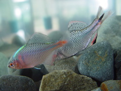 Paratanakia himantegus