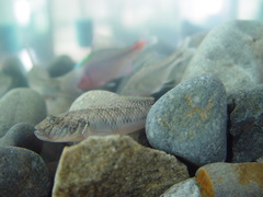 Rhinogobius similis