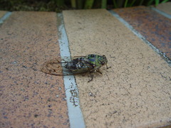 Macrosemia kareisana