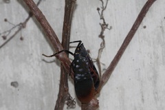 Lycorma olivacea