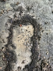 Temnothorax longispinosus