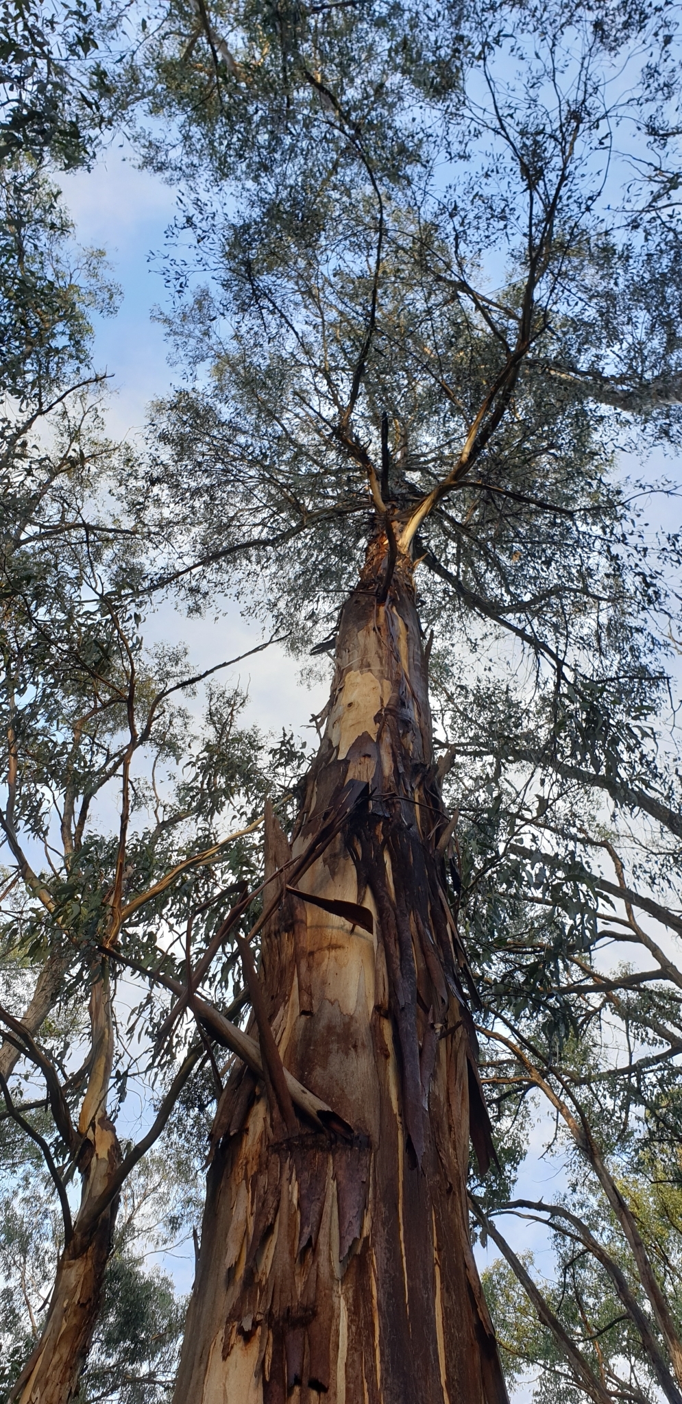 Eucalyptus cypellocarpa L.A.S.Johnson