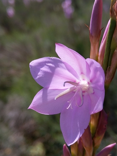 Image of Watsonia marginata by (c) Jacques van der Merwe, some rights reserved (CC BY-SA)